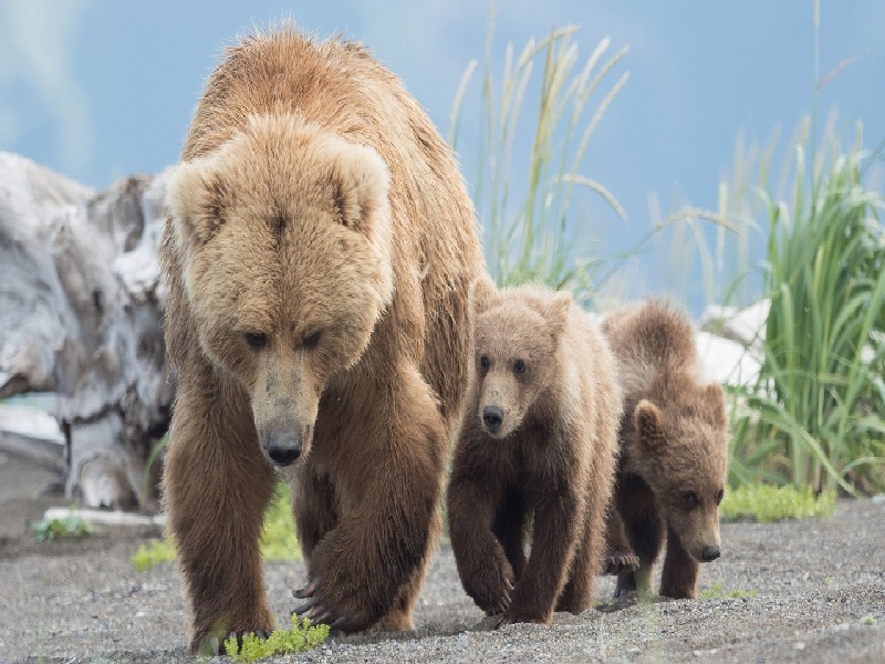 女士做试管流程,黄长周期试管