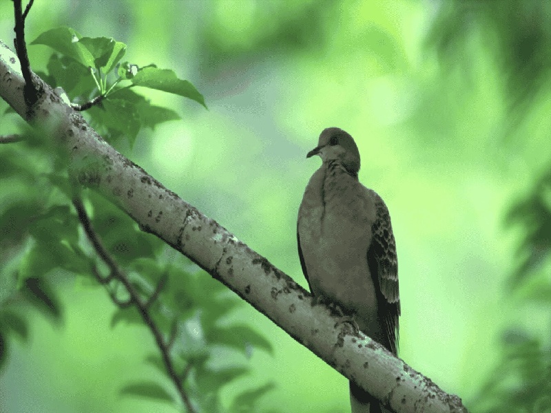 武汉同济试管套餐,301试管建档没建成